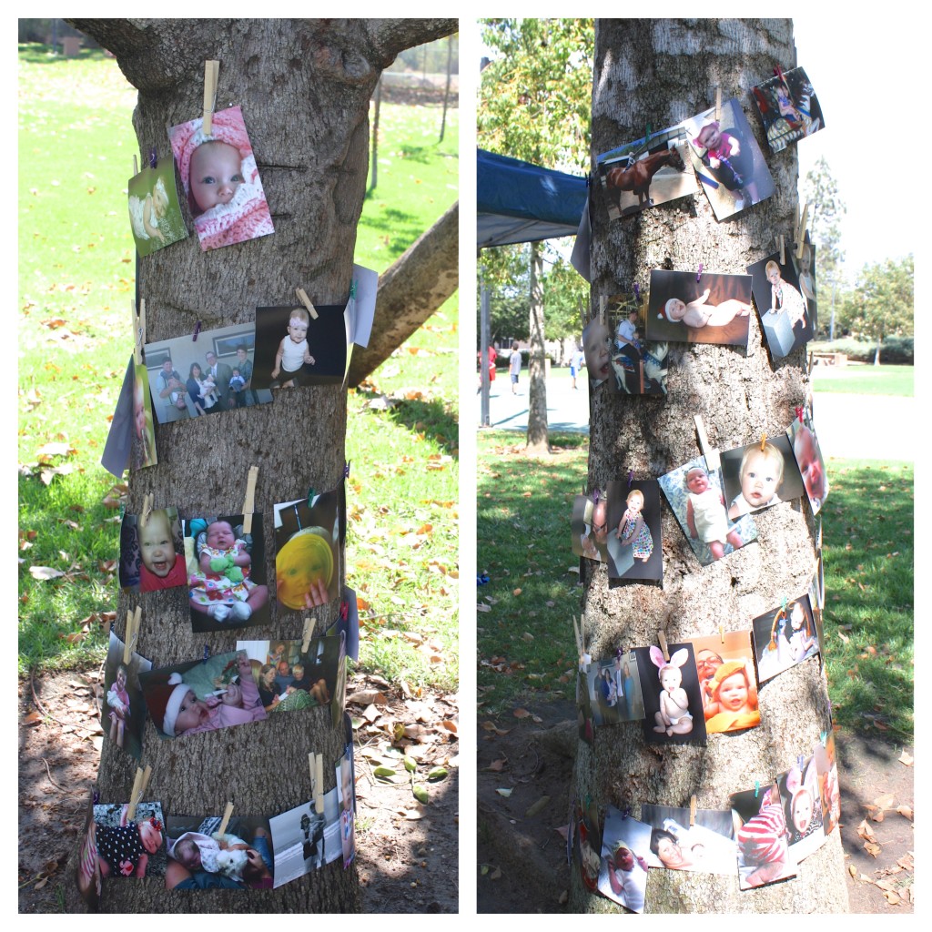photos on a tree